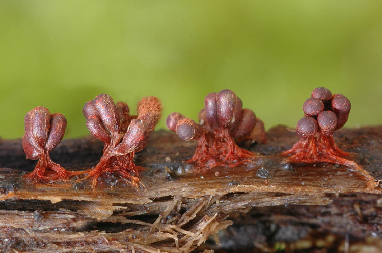 Metatrichia vesparium ?